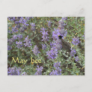 May Bee Postkarte