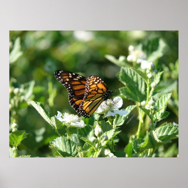 May Butterfly Poster (Vorne)
