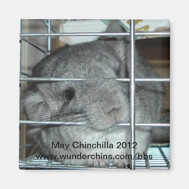 May chinchilla 2012 Magnet (Vorne)