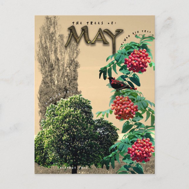 May Month Trees Kastnut Rowan Ash, Poplar 2 Postkarte (Vorderseite)