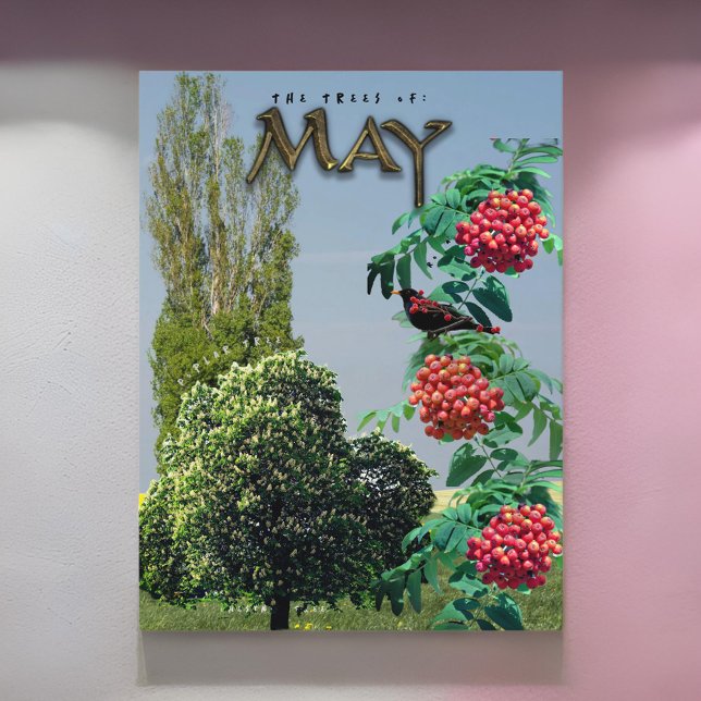 May Month Trees Kastnut Rowan Ash, Poplar Postkarte (Von Creator hochgeladen)