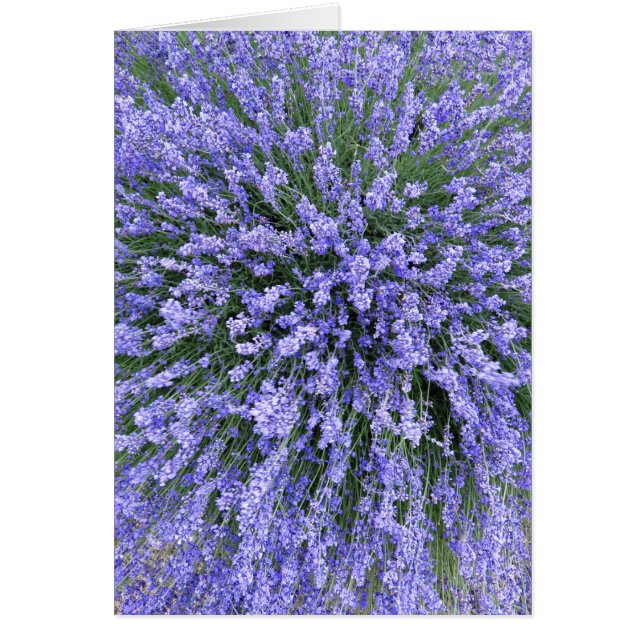 May Night Salvia (Vorne)