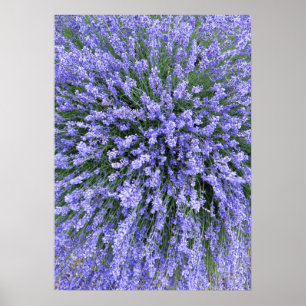 May Night Salvia Poster