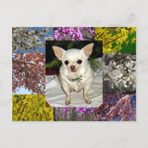 Maya Postcard Postkarte