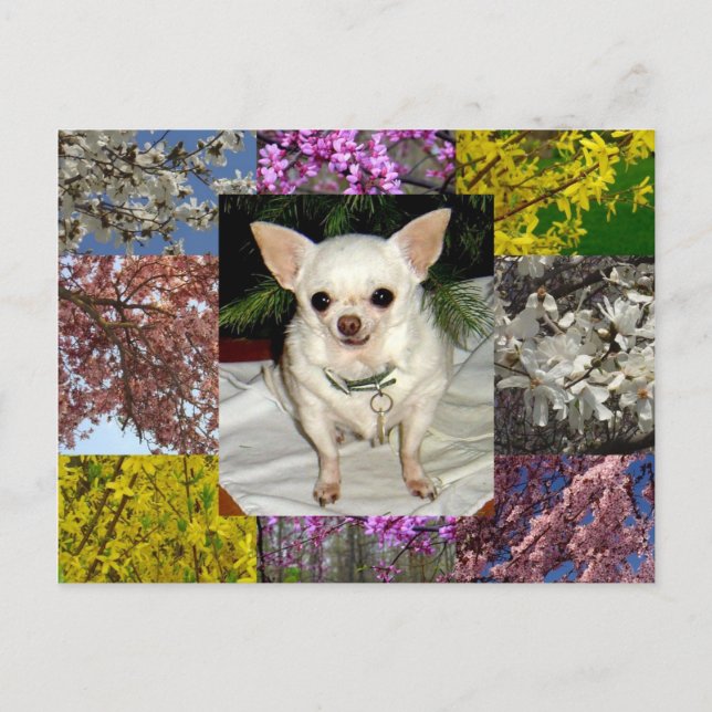 Maya Postcard Postkarte (Vorderseite)