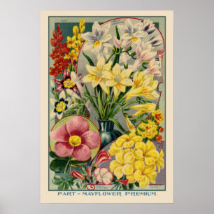 Mayflower Vintage Saatbedeckung Poster