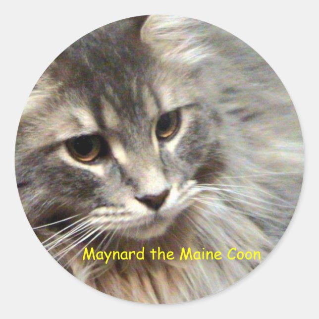 Maynard the Maine Coon Runder Aufkleber (Vorderseite)