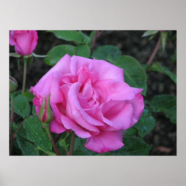 McCartney Hybrid Tea Rose 168 Poster (Vorne)
