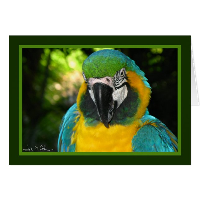 McCaw (Vorderseite (Horizontal))