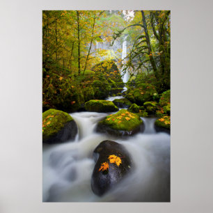 McCord Creek Bigleaf Maple   Columbia Gorge, OR Poster