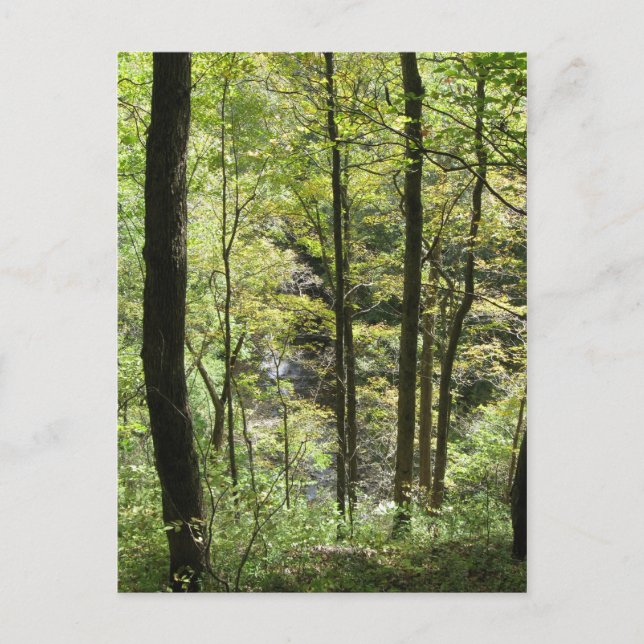 McCormicks Creek-Postkarte Postkarte (Vorderseite)