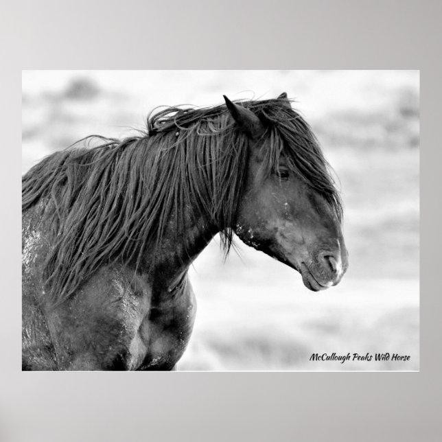 McCullough Peaks Wild Horses Poster (Vorne)