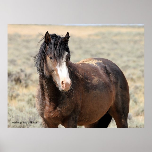 McCullough Peaks Wild Horses Poster (Vorne)