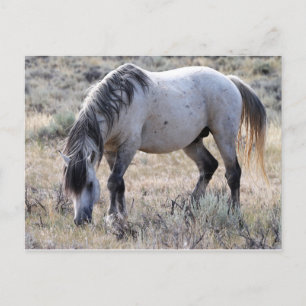 McCullough Peaks Wild Horses Postkarte