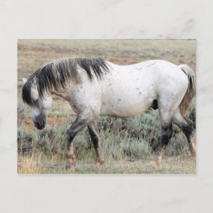 McCullough Peaks Wild Horses Postkarte