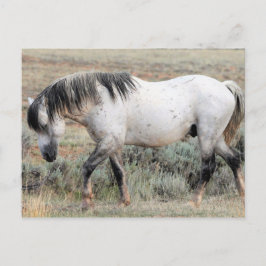McCullough Peaks Wild Horses Postkarte