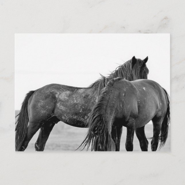 McCullough Peaks Wild Horses Postkarte (Vorderseite)