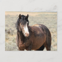 McCullough Peaks Wild Horses Postkarte