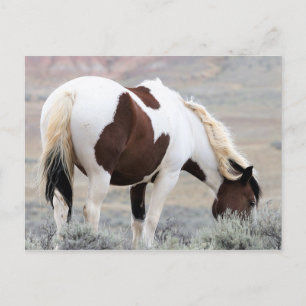 McCullough Peaks Wild Horses Postkarte