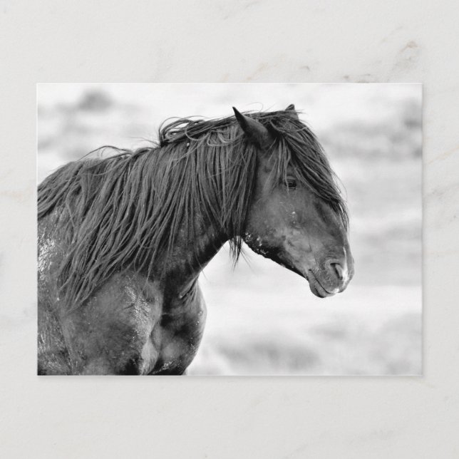 McCullough Peaks Wild Horses Postkarte (Vorderseite)