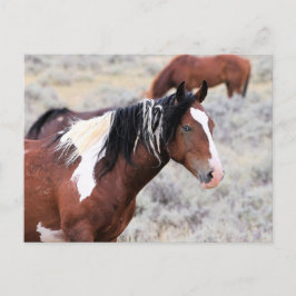 McCullough Peaks Wild Horses Postkarte