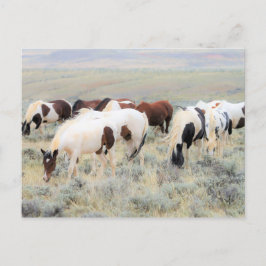 McCullough Peaks Wild Horses Postkarte