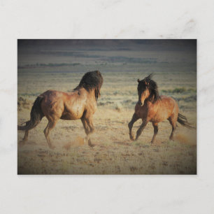 McCullough Peaks Wild Horses Postkarte