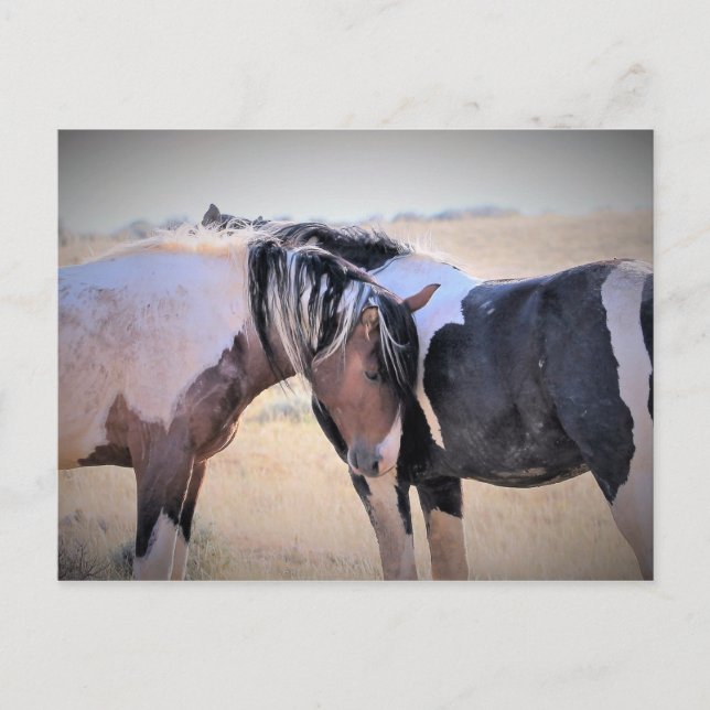 McCullough Peaks Wild Horses Postkarte (Vorderseite)