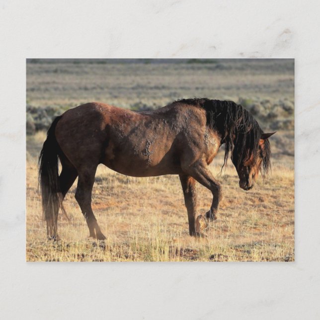 McCullough Peaks Wild Horses Postkarte (Vorderseite)