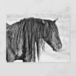 McCullough Peaks Wild Horses Postkarte