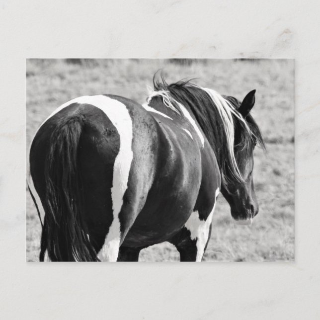 McCullough Peaks Wild Horses Postkarte (Vorderseite)