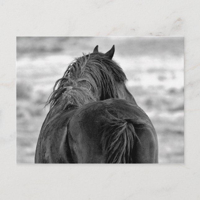 McCullough Peaks Wild Horses Postkarte (Vorderseite)
