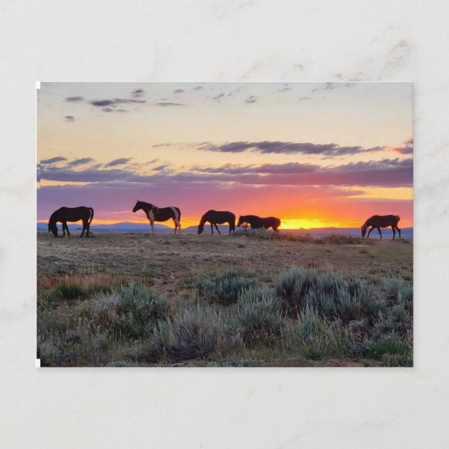 McCullough Peaks Wild Horses Postkarte (Vorderseite)