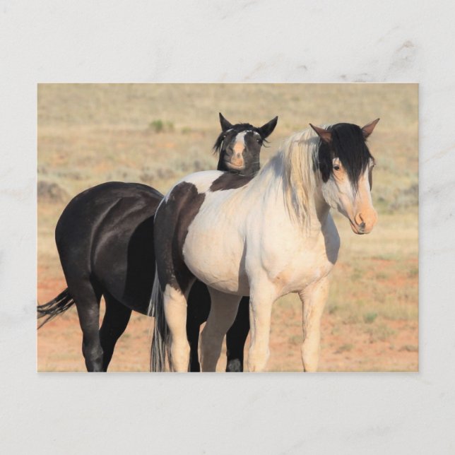 McCullough Peaks Wild Horses Postkarte (Vorderseite)