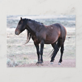 McCullough Peaks Wild Horses Postkarte