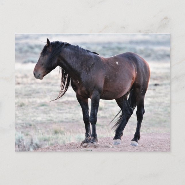 McCullough Peaks Wild Horses Postkarte (Vorderseite)