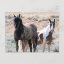 McCullough Peaks Wild Horses Postkarte