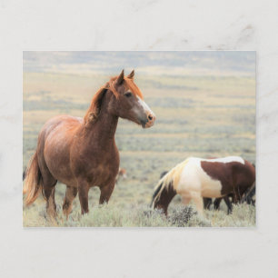 McCullough Peaks Wild Horses Postkarte