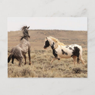 McCullough Peaks Wild Horses Postkarte