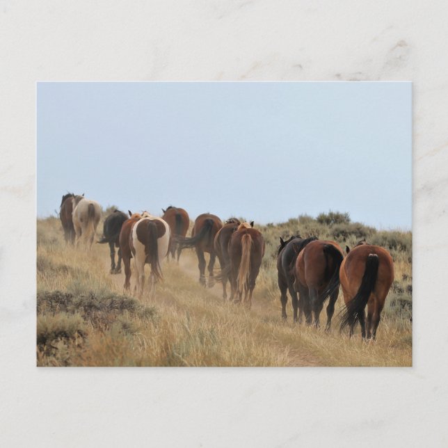 McCullough Peaks Wild Horses Postkarte (Vorderseite)