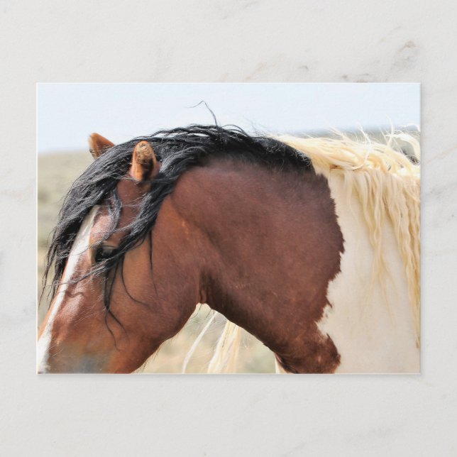McCullough Peaks Wild Horses Postkarte (Vorderseite)