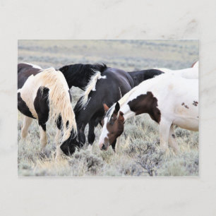 McCullough Peaks Wild Horses Postkarte