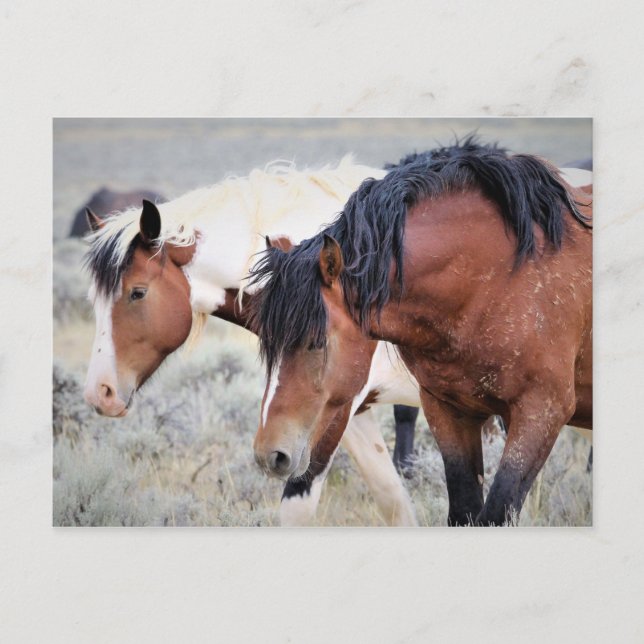 McCullough Peaks Wild Horses Postkarte (Vorderseite)