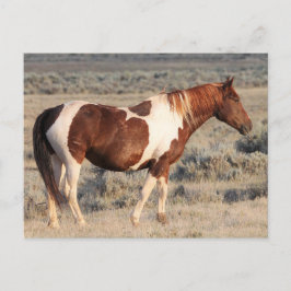 McCullough Peaks Wild Horses Postkarte
