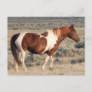 McCullough Peaks Wild Horses Postkarte