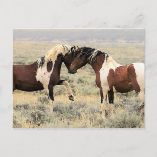 McCullough Peaks Wild Horses Postkarte