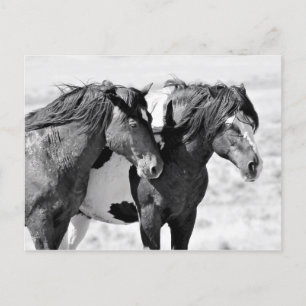 McCullough Peaks Wild Horses Postkarte