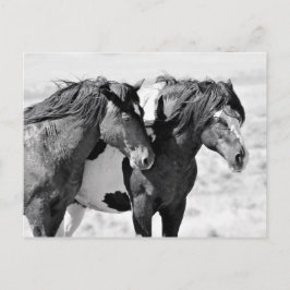McCullough Peaks Wild Horses Postkarte
