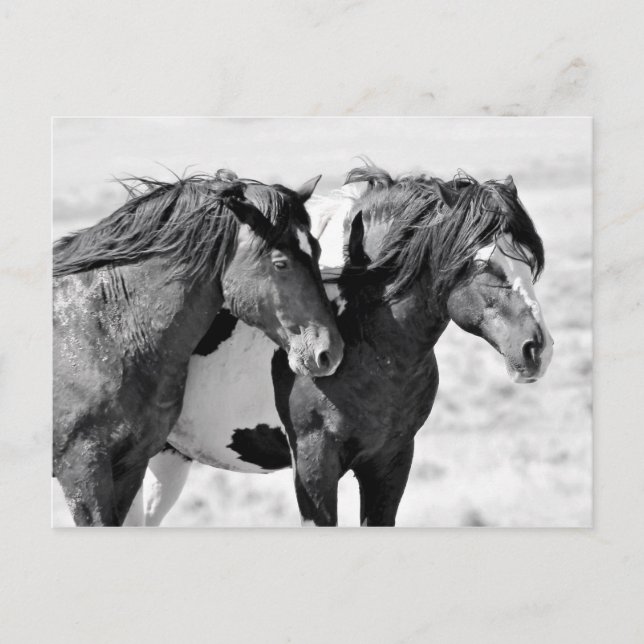 McCullough Peaks Wild Horses Postkarte (Vorderseite)