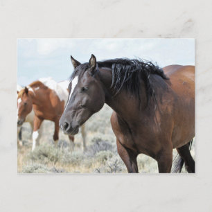 McCullough Peaks Wild Horses Postkarte